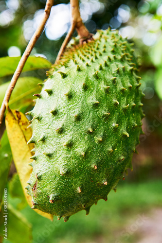 Close-up macro view of a green ripe guyabano fruit hanging on branches, seen in Port Barton, Palawan Province, Philippines © Michael