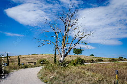 Paesaggio della campagna toscana camminando da Sant'Antimo a Montalcino in una giornata di sole photo