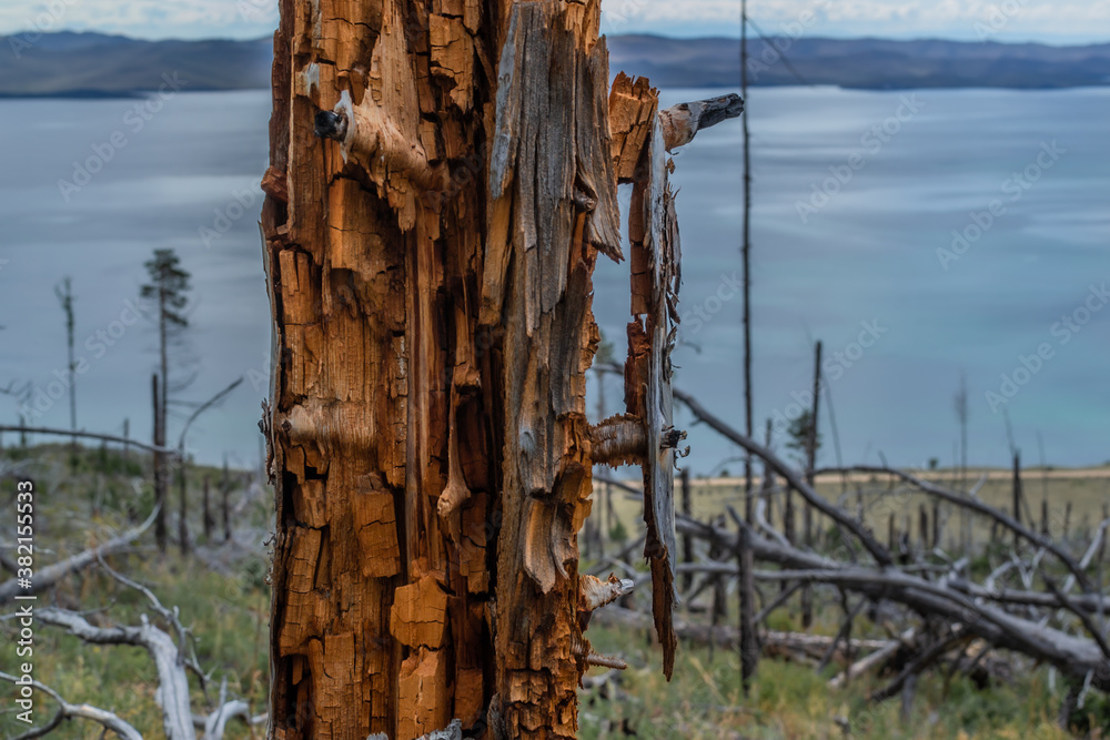 Dry dead brocken red textured trunk among felled trees and stumps after fire in green yellow grass on slope of mountain. Coast of blue bay Baikal lake. Mountains on horizon. Siberia nature landscape