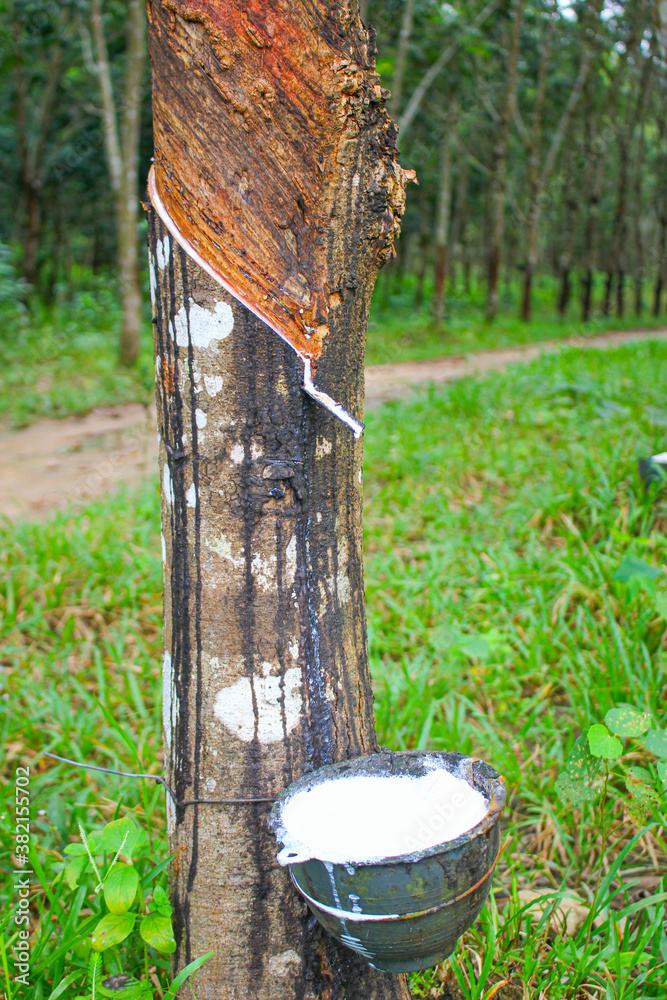 Fototapeta premium Vietnam rubber tree,Tapping latex rubber source of natural