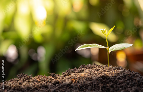 Agriculture and plant grow sequence with sunlight and green blur background. Germinating seedling grow step sprout growing from seed. Nature ecology and growth concept with copy space.