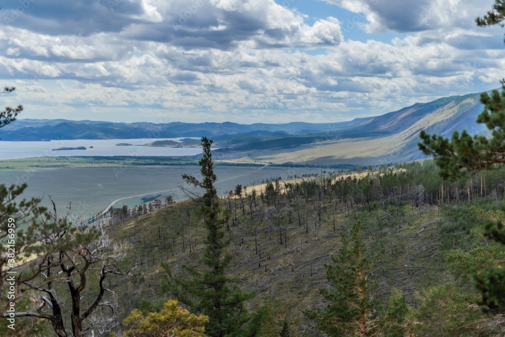 Top view on green yellow coast of bay blue Baikal lake. Dead trees trunks after fire on slope of mountain. Green pine branches foreground. Siberia nature landscape. Mountain range on horizon.