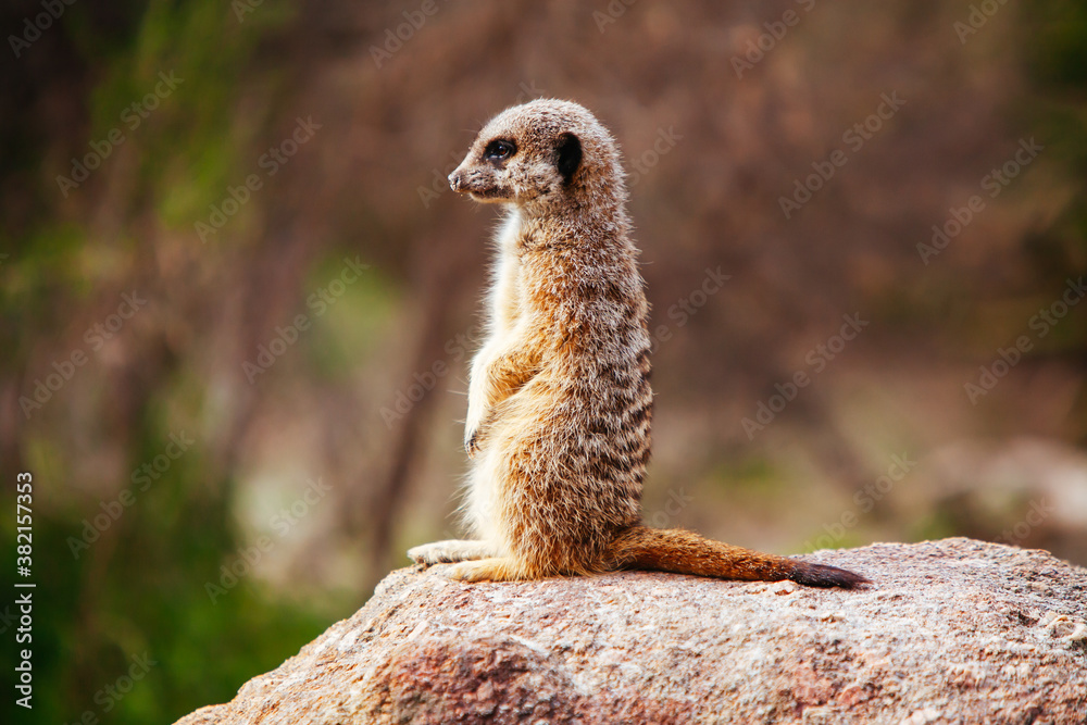 Fototapeta premium Inquisitive Meerkat in Melbourne Australia