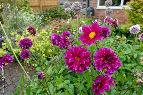 Wallpaper Mural Colourful dahlia flowers in a cutting garden Torontodigital.ca