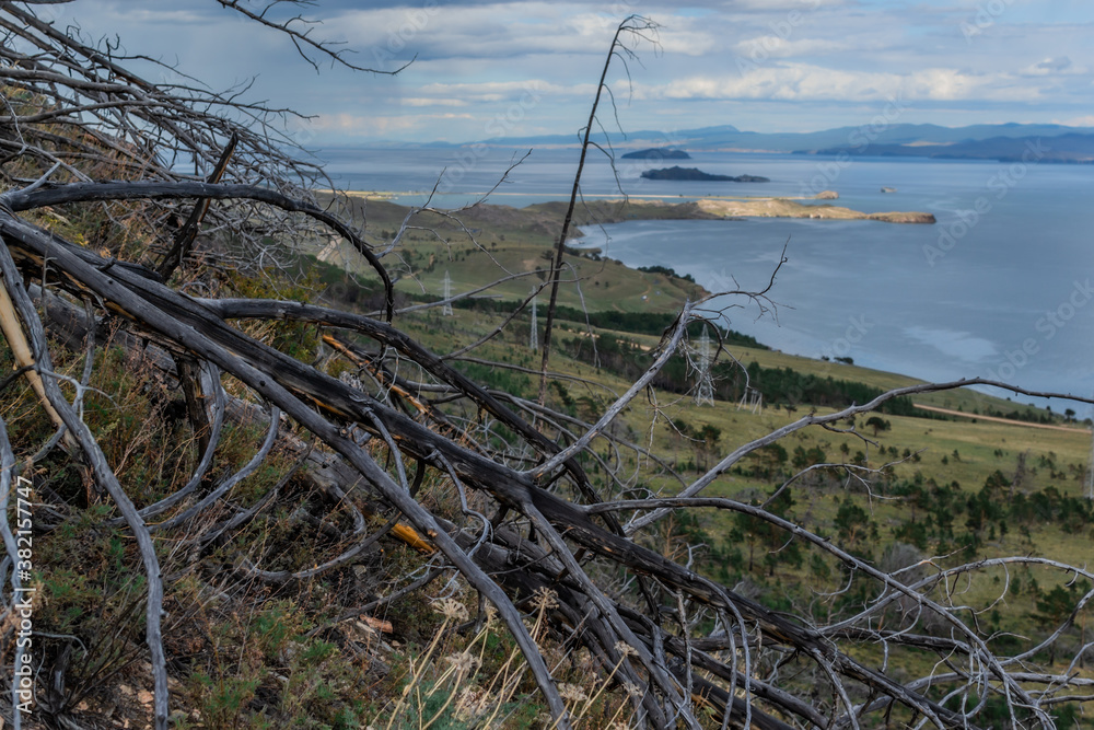 Dry dead bare tree after fire, felled in green yellow grass on slope of mountain. Blue Baikal lake. Sky with clouds, mountains on horizon. Siberia nature landscape