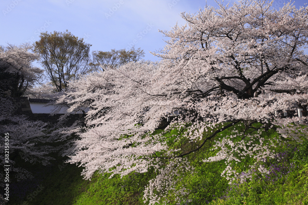 東京の桜