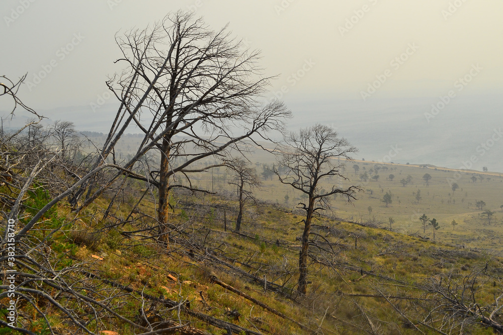 Dry dead bare trees after fire among burnt felled forest in green yellow grass on slope of mountain. Baikal lake in mist, smoke. Siberia nature foggy landscape. Ecology tragedy