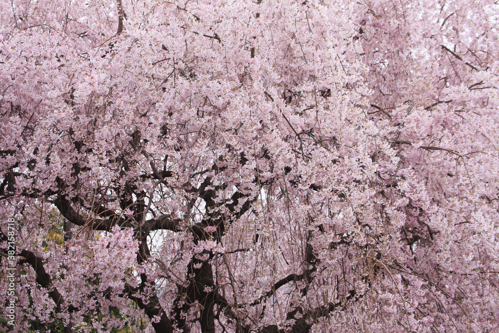 東京の桜 東京の桜