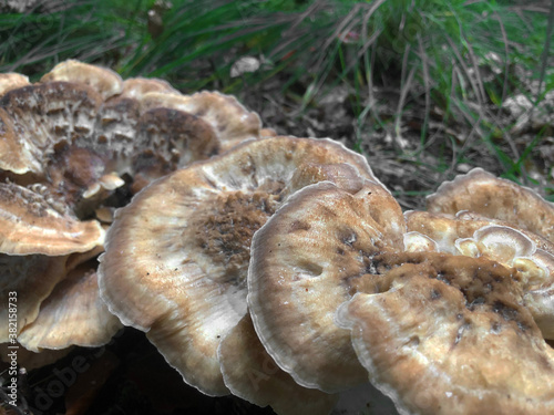 Forest. Fungus. Mushrooms. Autumn. Fall. Echten. Drenthe Netherlands.