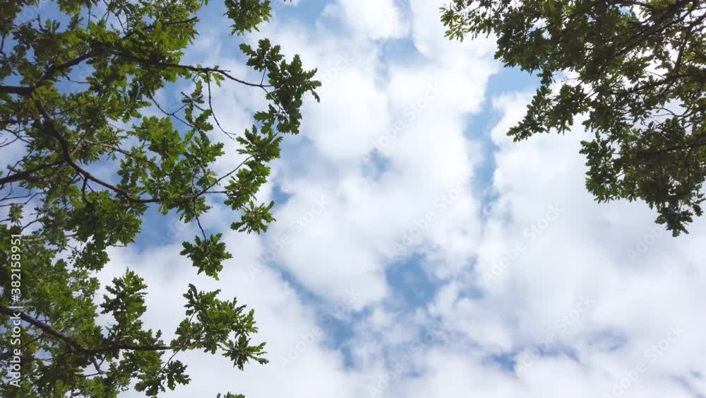 Green oak leaves and branches on a background of blue sky with white clouds shot below. Walking looking up below of oak forest. Sunny day around nature. Green oak leaves and branches on a background of blue sky with white clouds shot below. Walking looking up below of oak forest. Sunny day around nature.