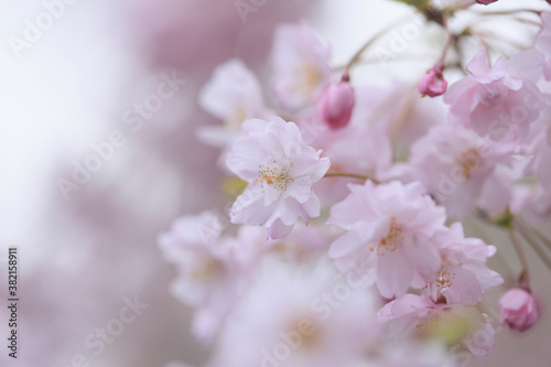 東京の桜 © Paylessimages