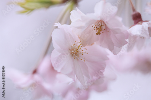 東京の桜