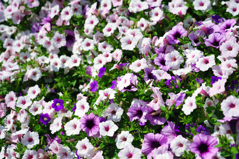 Colorful petunia flowers in containers in summer