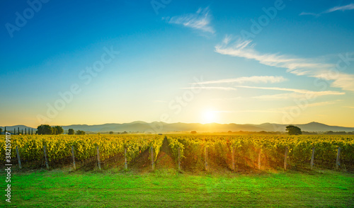 Bolgheri and Castagneto vineyards sunrise backlight. Maremma Tuscany, Italy photo