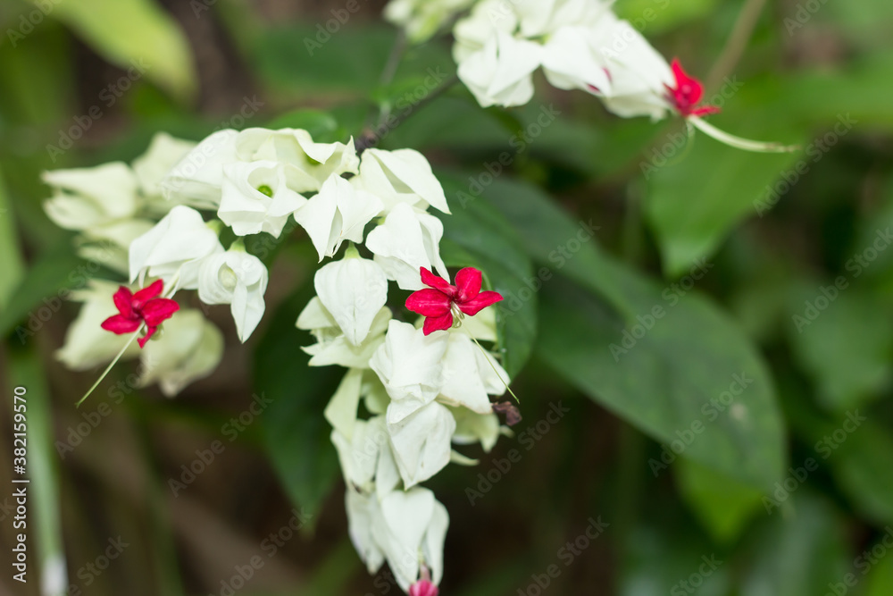 Bleeding Glorybower's flowers or bag flower Bleeding Glorybower's flowers or bag flower