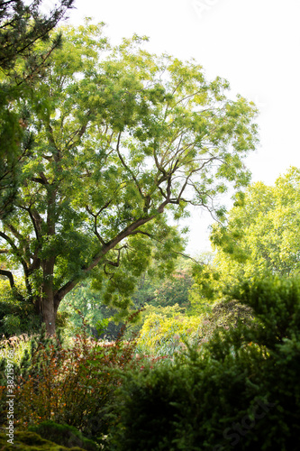Blick auf einen gro  en Baum in der Landschaft  K  ln  Flora  Eiche  Herbst  Sommer