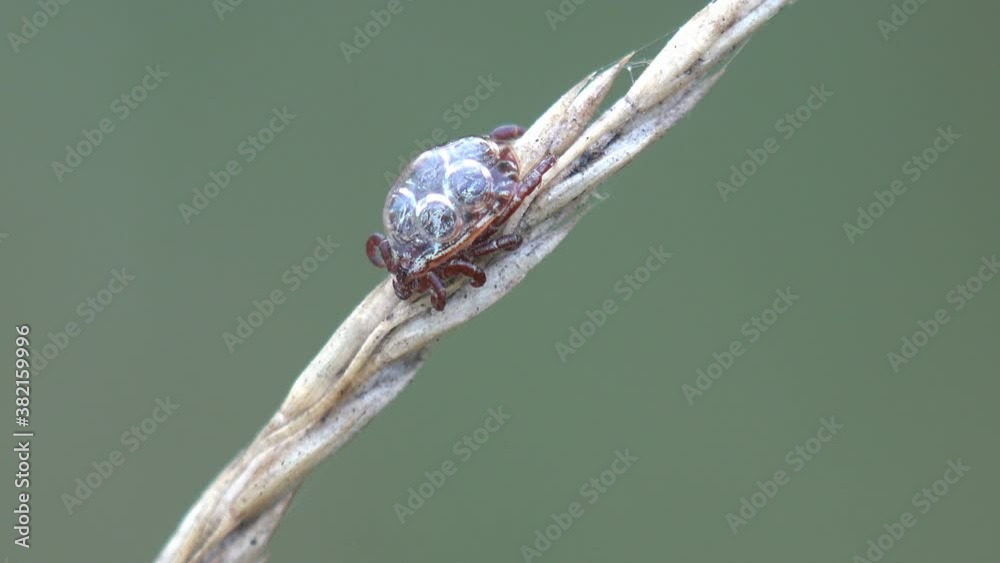 Ticks bloodsucking, bug Ixodida sits on stalk of dry grass covered with drop of morning dew. View macro insect in wildlife Ticks bloodsucking, bug Ixodida sits on stalk of dry grass covered with drop of morning dew. View macro insect in wildlife