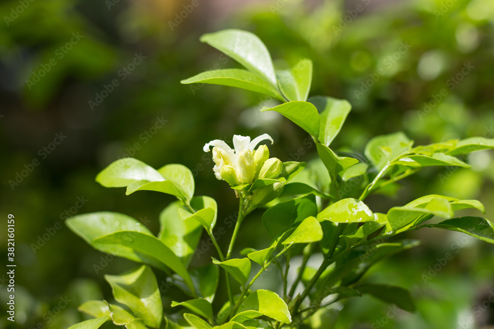 Obraz premium Orange Jessamine flowers