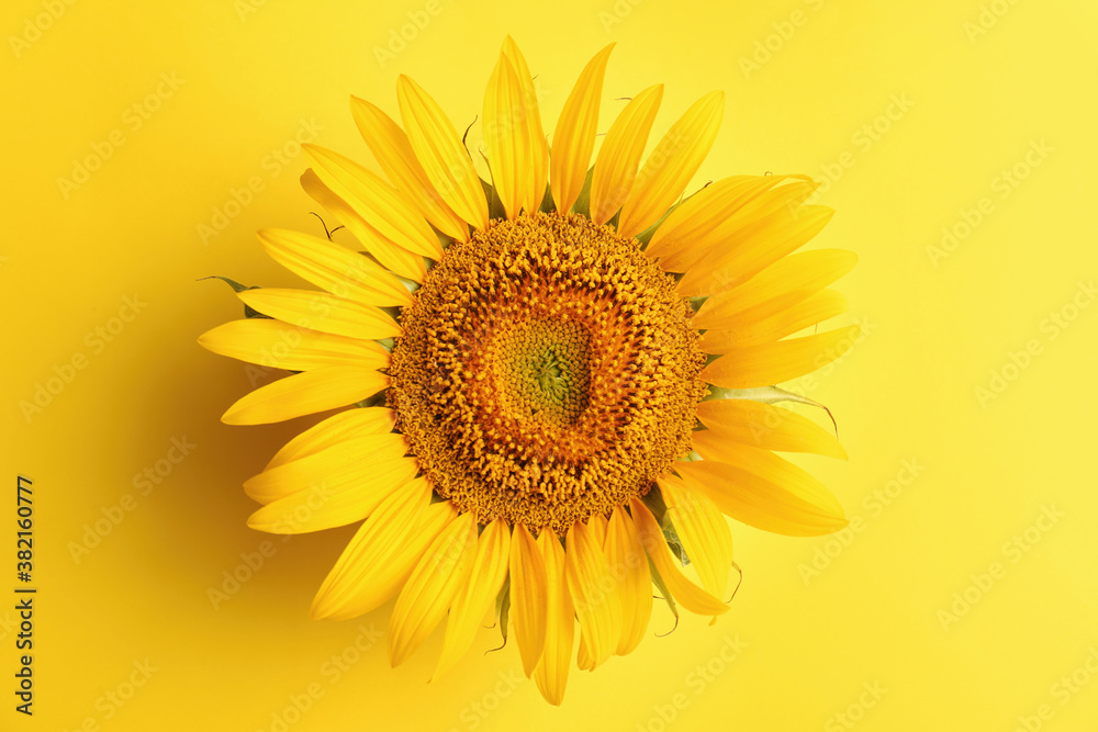 Fototapeta premium Beautiful bright sunflower on yellow background, top view