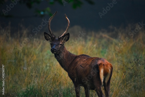 Red Deer Stag
