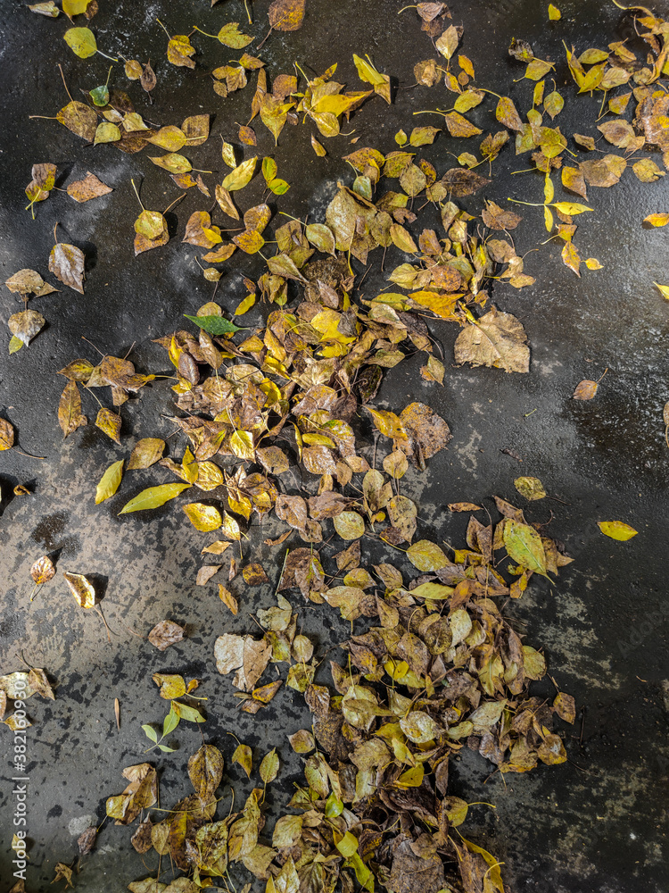 autumn leaves on asphalt autumn leaves on asphalt