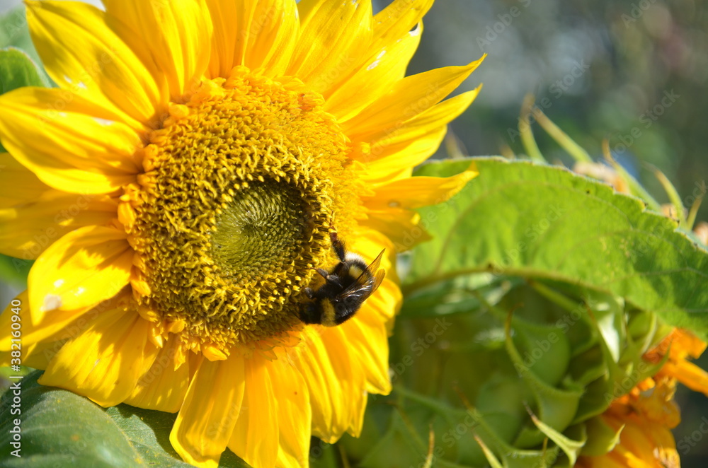 Naklejka premium bee on sunflower