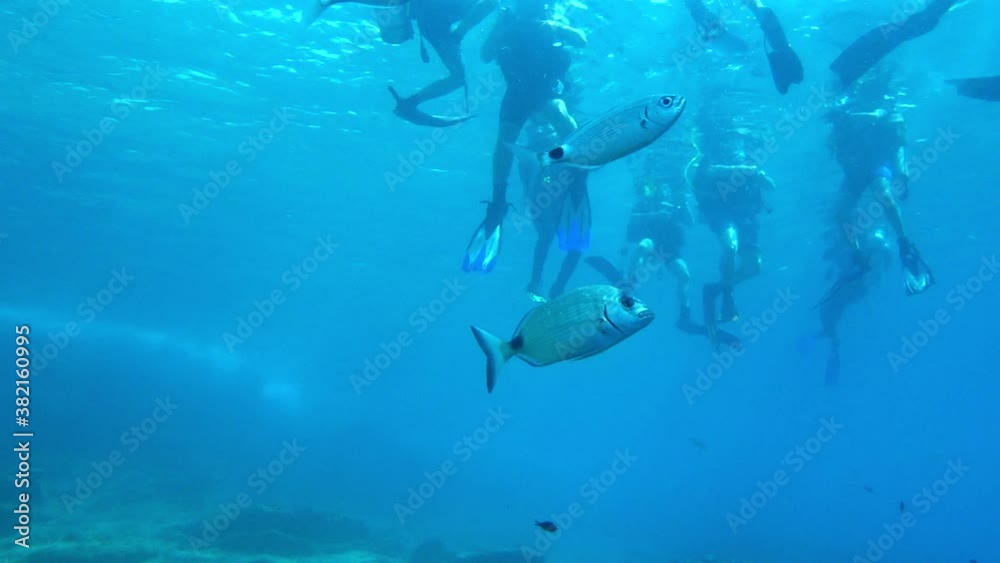 School of fish and scuba divers at the surface. They are preparing to dive.
School of fish and scuba divers at the surface. They are preparing to dive.