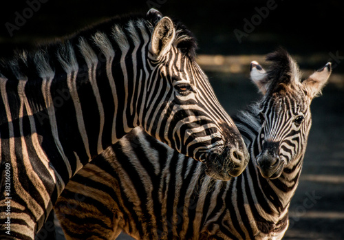 2 Zebras hanging with each other