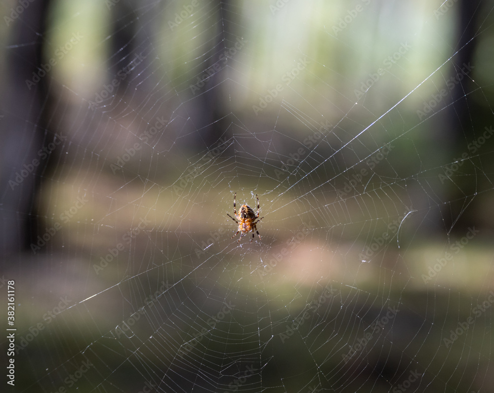 close-up on the spider's web and the spider sitting on it close-up on the spider's web and the spider sitting on it