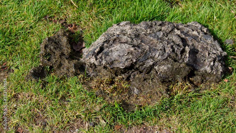 Sheep and cow droppings, Sheep and cow droppings,