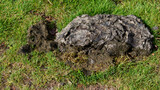 Sheep and cow droppings, 