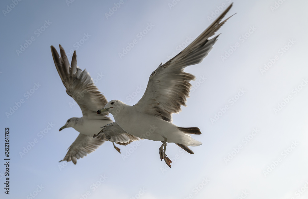 Obraz premium Flying seagulls over blue sky.