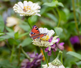 European Peacock butterfly (Inachis io) on a flower.