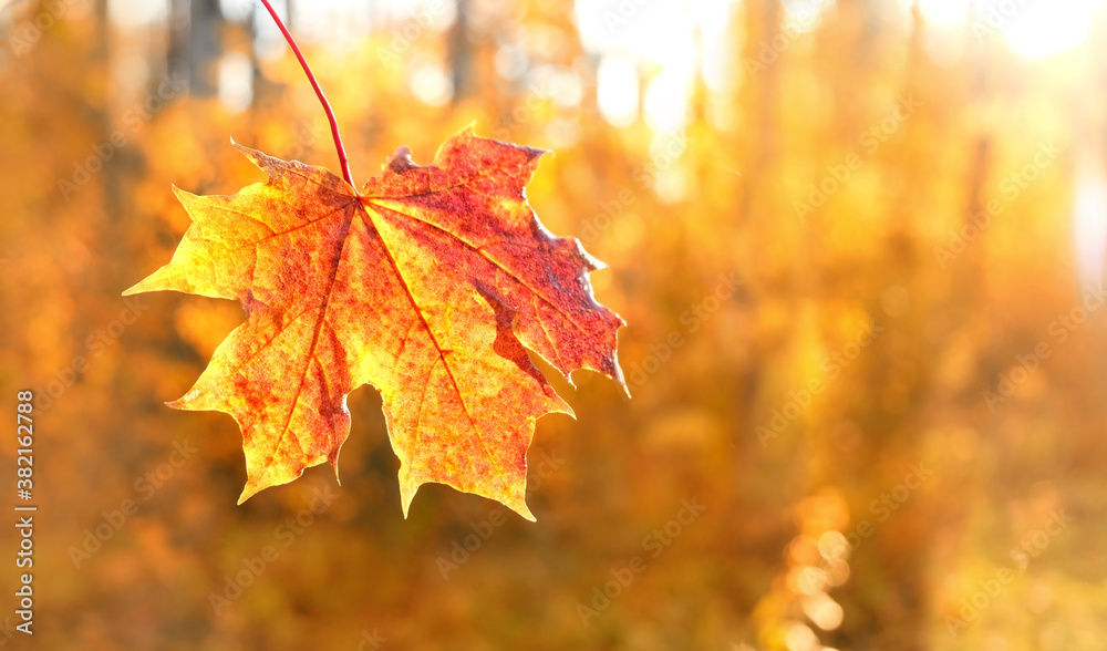 autumn nature background with red maple leaf close up. fall season concept. autumn forest landscape