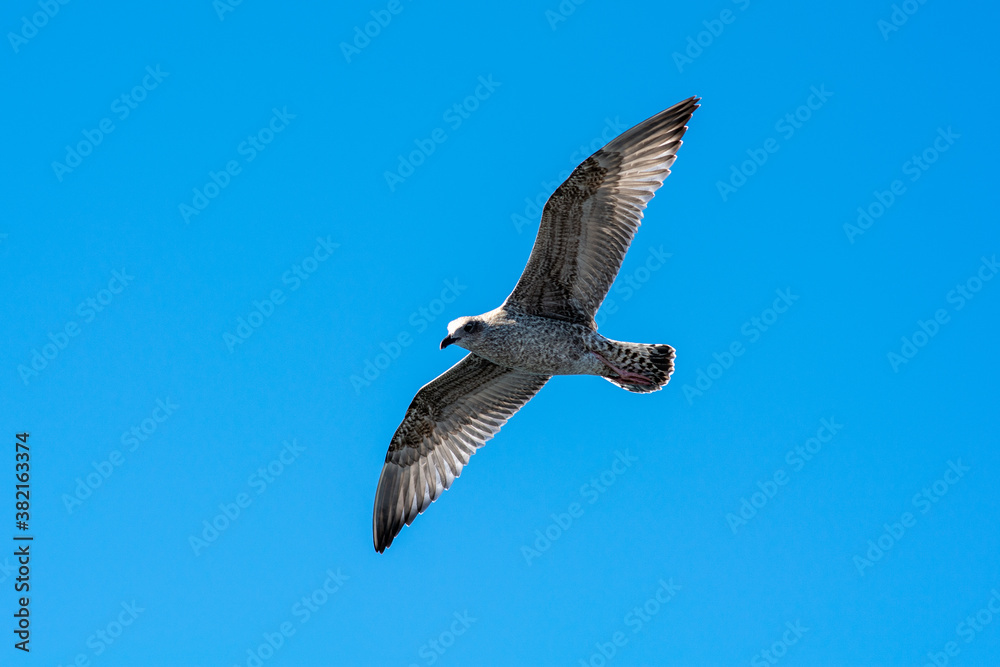 A picture of a flying seagull close to a fishing boat. A clear blue sky with patches of clouds in the background A picture of a flying seagull close to a fishing boat. A clear blue sky with patches of clouds in the background