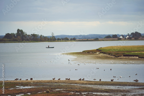 Birds feed in marshlands in Poel island