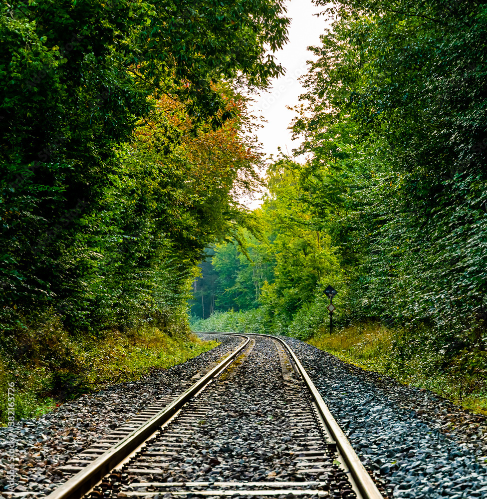 Railroad tracks running through a lush green forest.
