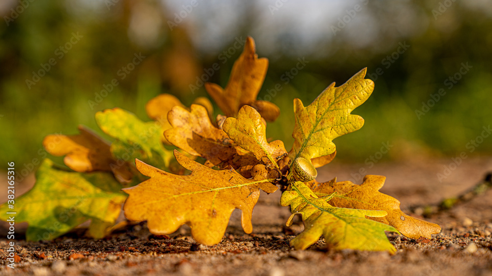 Herbstliche Eichenblätter im Sonnenschein Herbstliche Eichenblätter im Sonnenschein