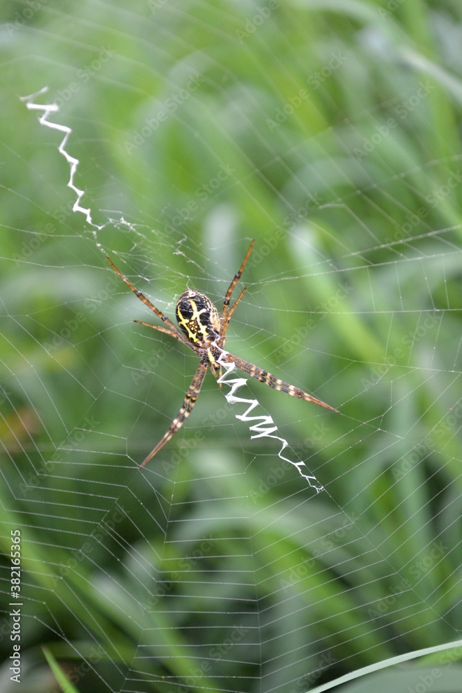 a spider insect makes a nest in a tree