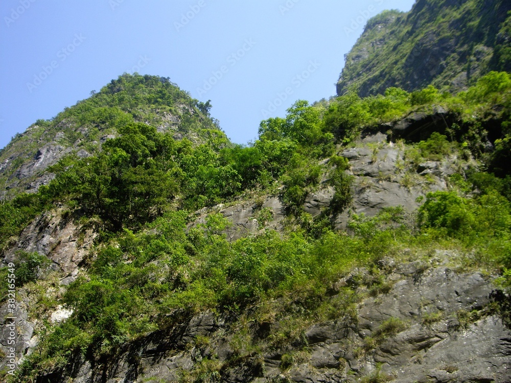 Beautiful view of the green trees Beautiful view of the green trees