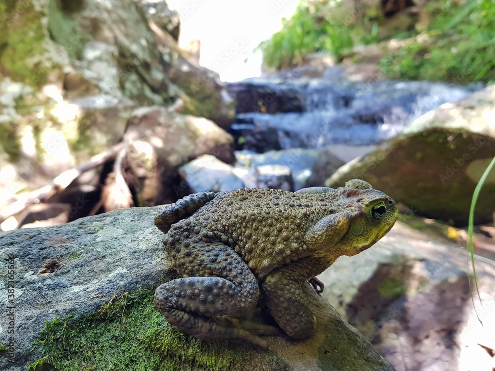 Obraz premium frog on a stone
