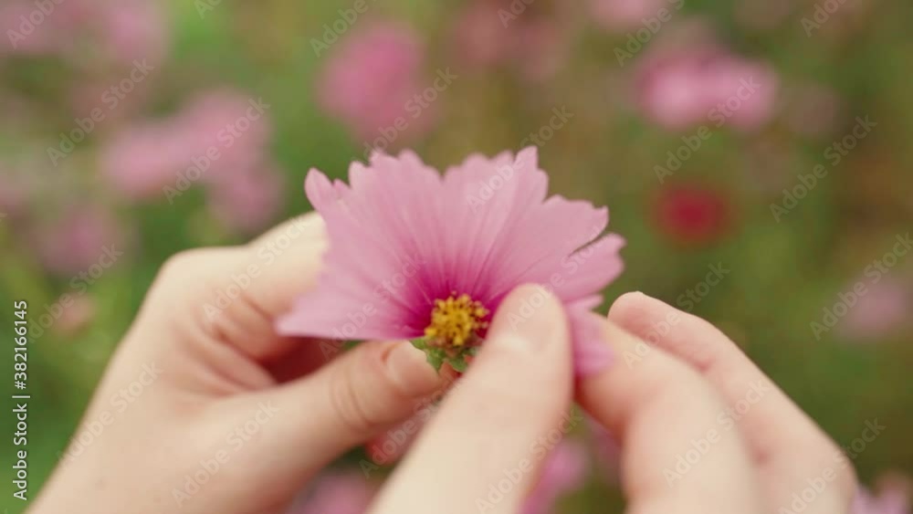 Crop woman tearing petals of flower