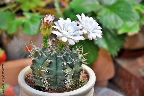 Kaktus Gymnocalycium i jego niepospolite duże białe kwiaty