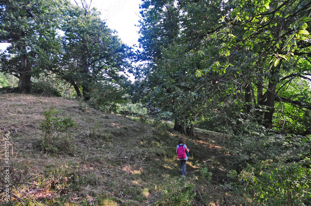 Bosco e pascoli sul Cammino di Oropa fra Graglia e Sordevolo - Biella Bosco e pascoli sul Cammino di Oropa fra Graglia e Sordevolo - Biella