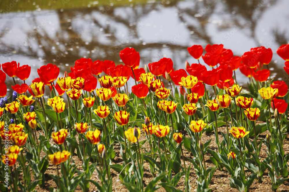Fototapeta premium 水辺のチューリップ