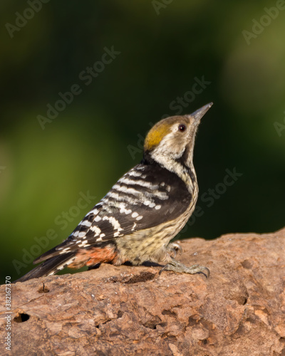 Brown-fronted Woodpecker on a tree log photo