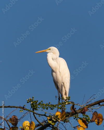 Great Egret perched atop a tree