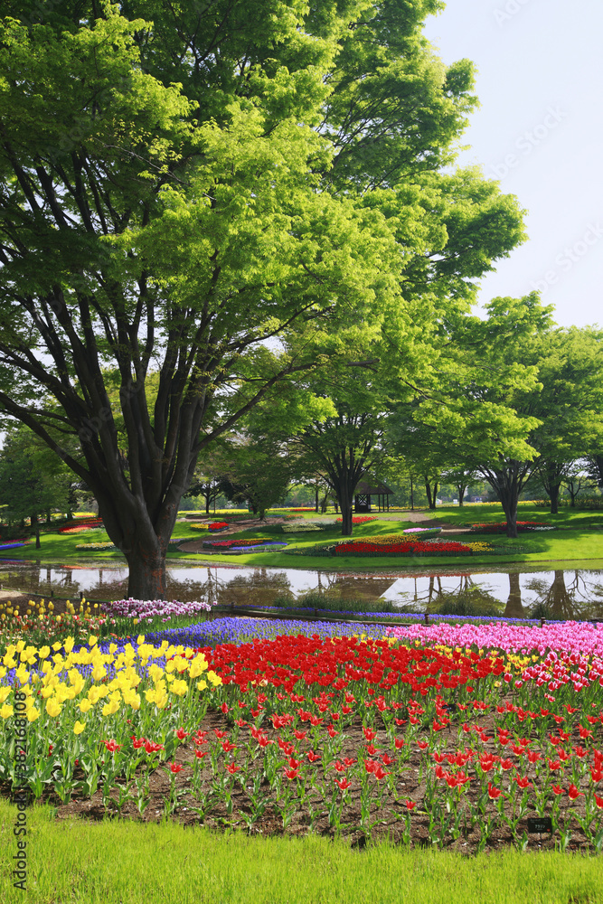 Fototapeta premium チューリップ咲く公園