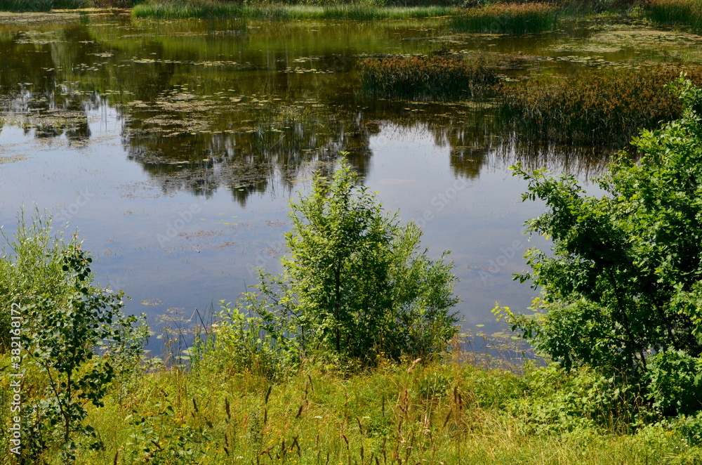 Overgrown small lake in summer, view from above. Small overgrown pond with green vegetation. water with reflections trees Overgrown small lake in summer, view from above. Small overgrown pond with green vegetation. water with reflections trees