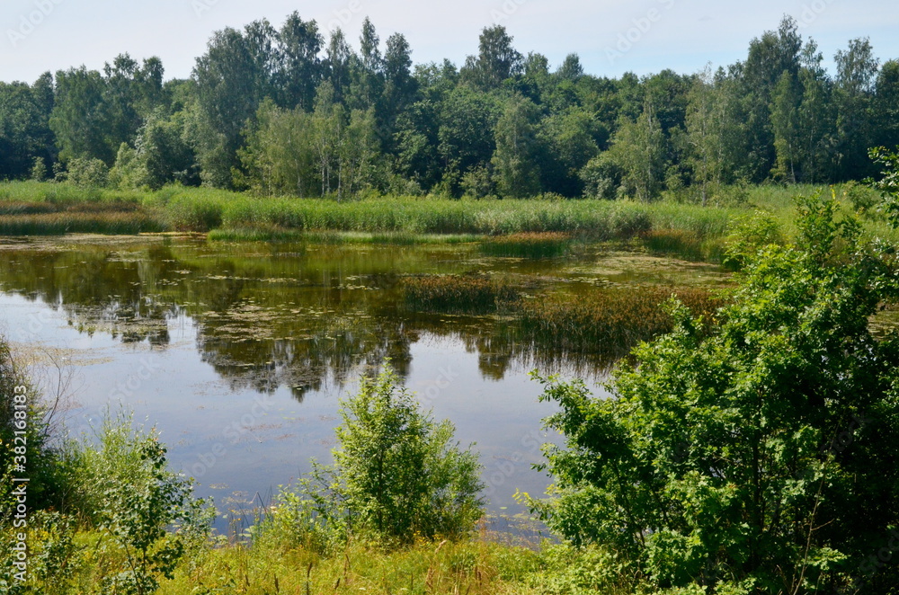 Fototapeta premium Overgrown small lake in summer, view from above. Small overgrown pond with green vegetation. water with reflections trees